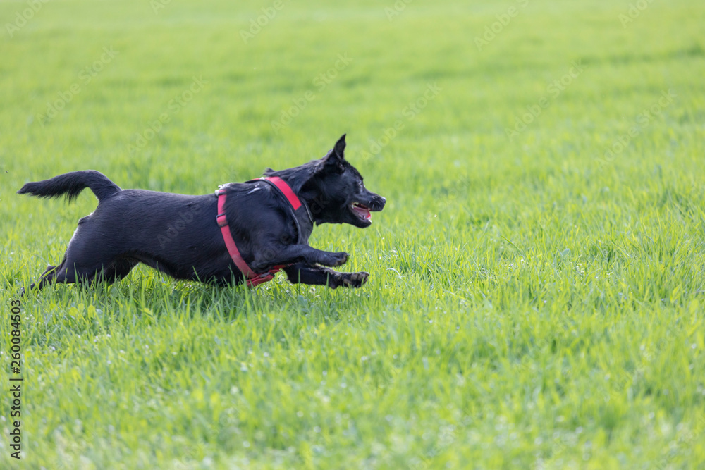 A little black dog run outdoors in green grass. The dog is a mixed of a Labrador retriever A little black dog run outdoors in green grass. The dog is a mixed of a Labrador retriever