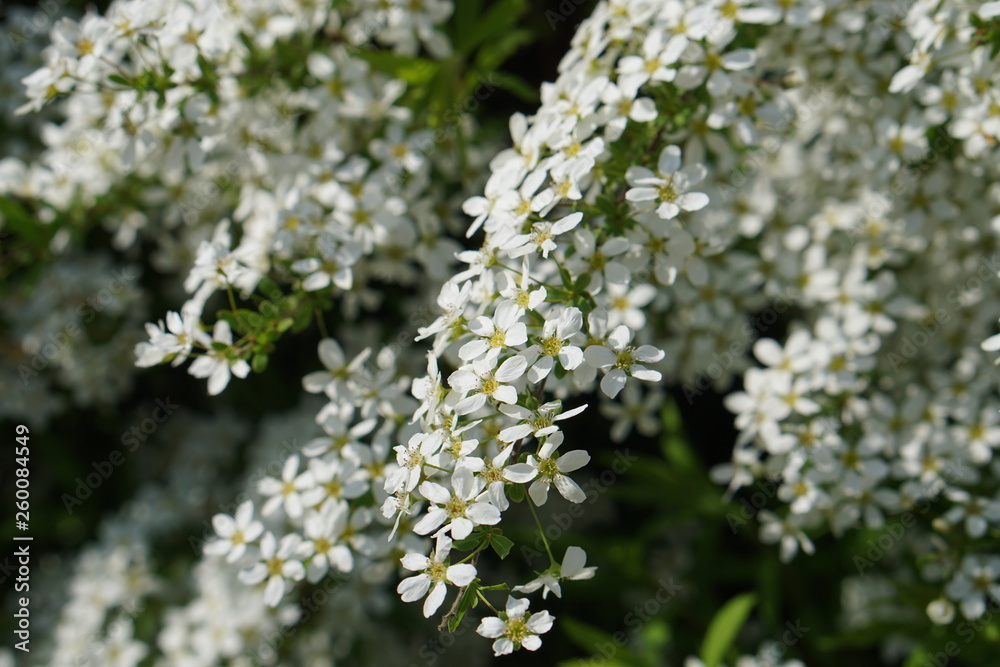 Frühling in Deutschland | weißer Blütenzauber Frühling in Deutschland | weißer Blütenzauber