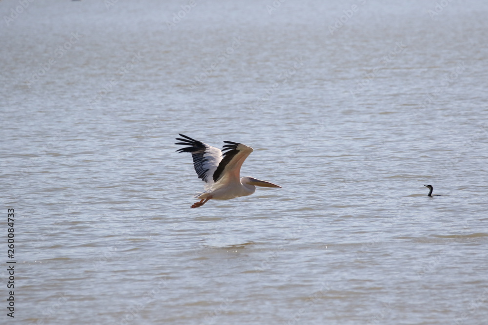 Pelican in flight