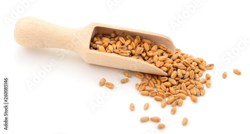 Wheat grain in a wooden scoop.