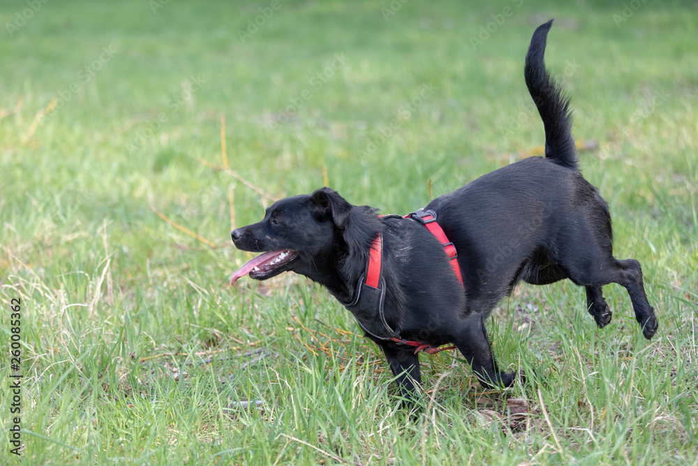 A little black dog run outdoors in green grass. The dog is a mixed of a Labrador retriever