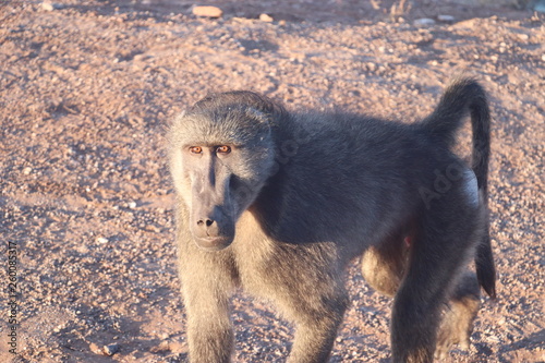 Baboon