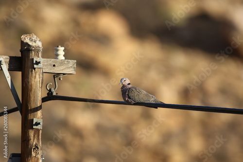bird on wire