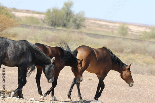 herd of horses