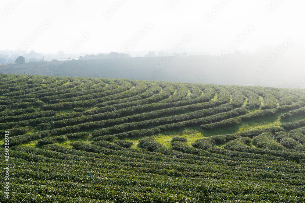 Landscape nature of green tea field in Choui fon finest tea farm at Chiang rai, Thaland.