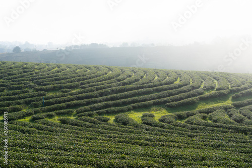 Landscape nature of green tea field in Choui fon finest tea farm at Chiang rai  Thaland.