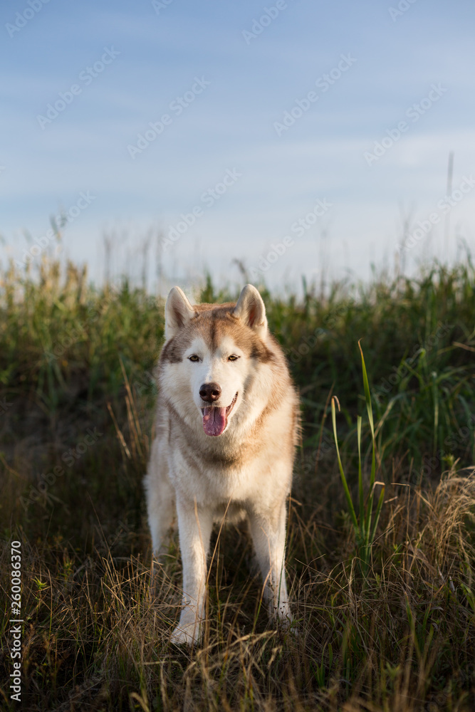 Beautiful siberian husky dog with brown eyes standing in the field near the sea at golden sunset