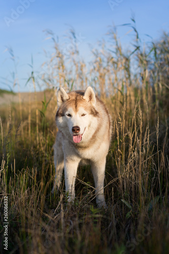 Beautiful siberian husky dog with brown eyes standing in the field near the sea at golden sunset © Anastasiia