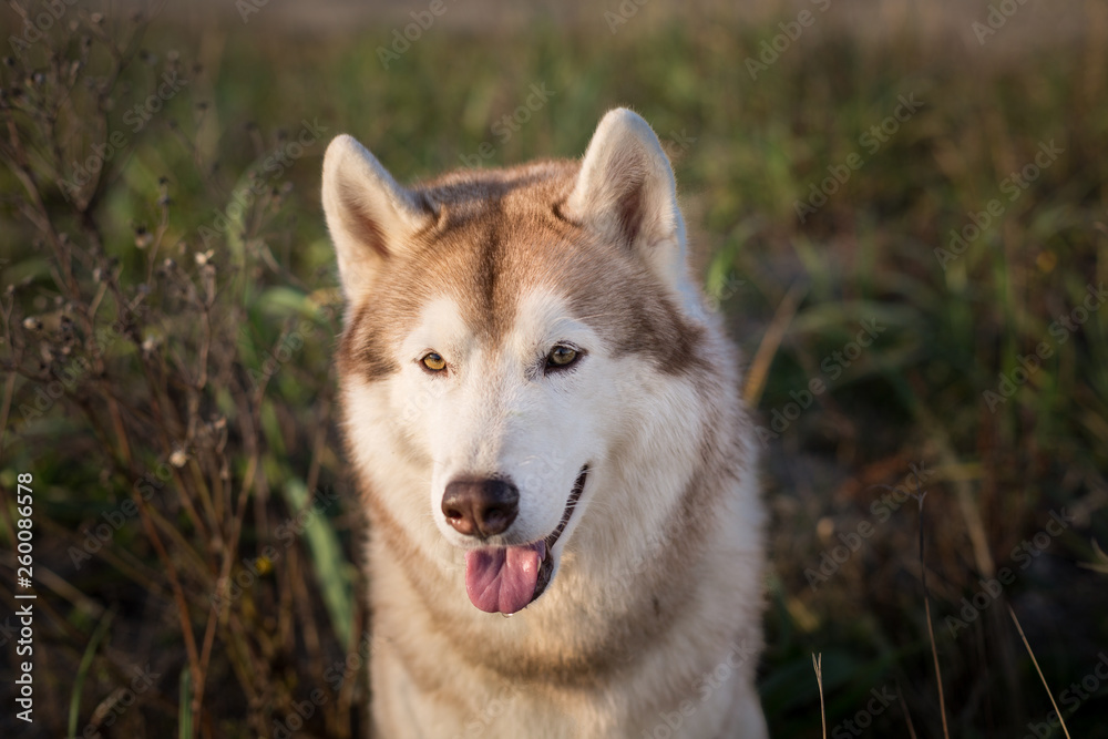 Beautiful siberian husky dog with brown eyes sitting in the field near the sea at golden sunset