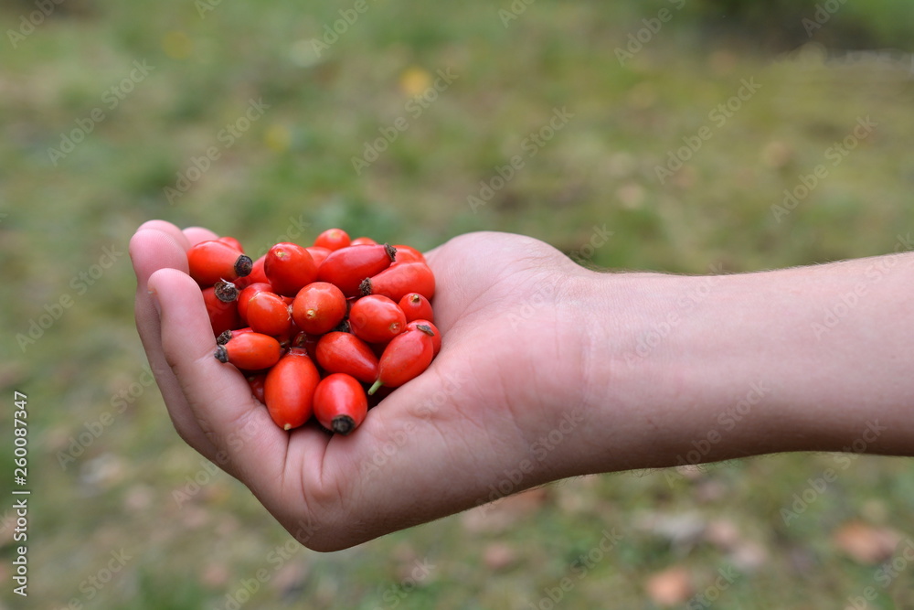 Rose hips in a hand