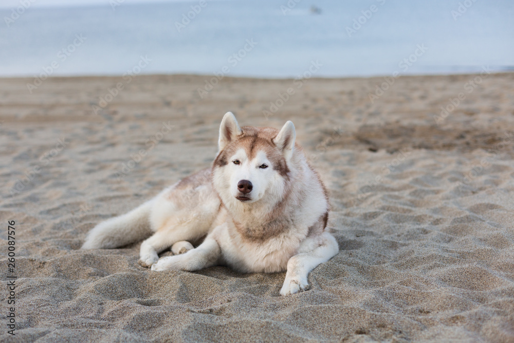 Portrait of cute siberian husky dog lying on sea front at sunset