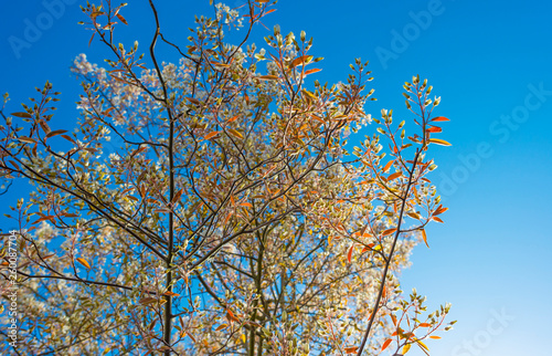Blossoming tree in a garden below a blue sky in sunlight at sunrise in spring