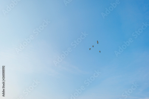 Geese flying in a blue sky in sunlight in spring