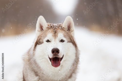 Beautiful and happy Siberian Husky dog sitting on the snow in the winter forest © Anastasiia