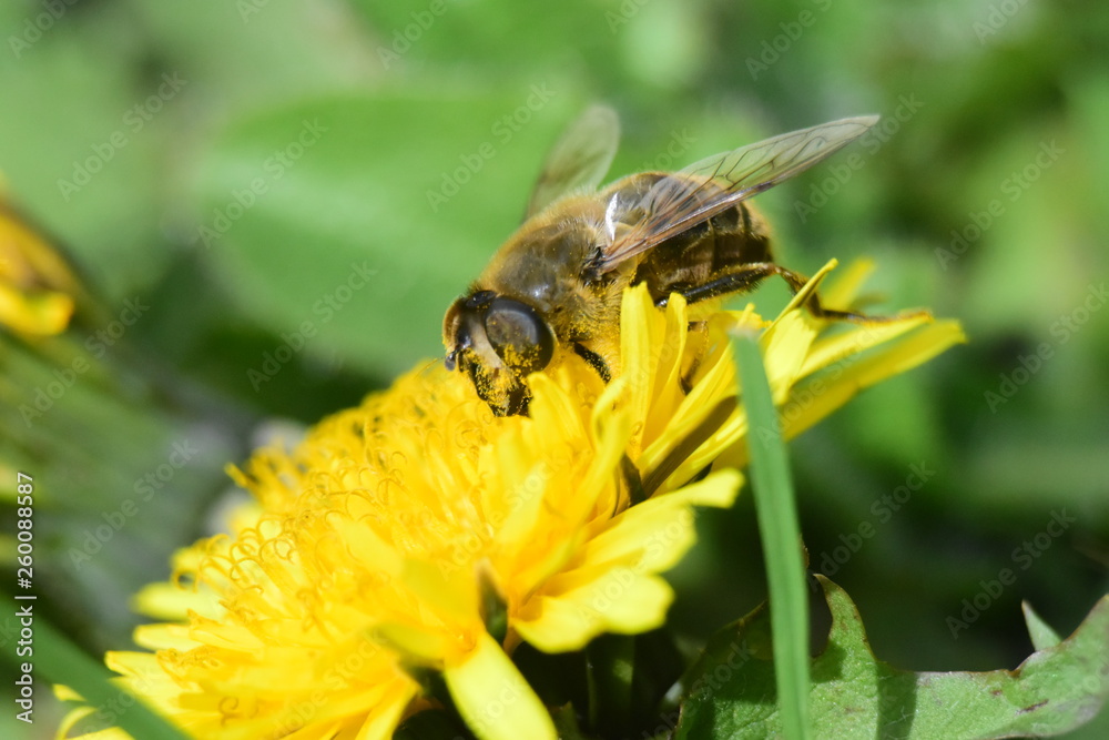 abeille abeille