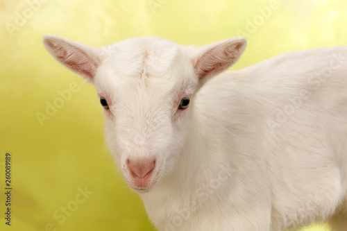 Closeup baby goat