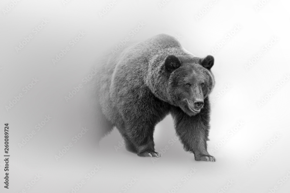 Fototapeta Grizzly bear beautifull nature wildlife animal collection