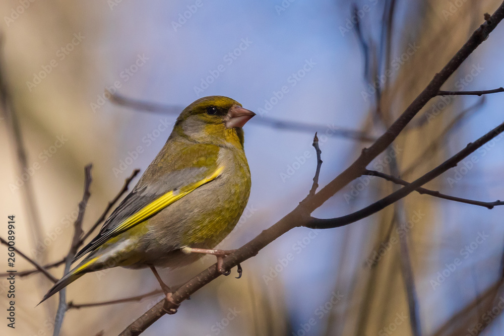 Obraz premium A bright greenfinch sits on a branch in the park and looks at the photographer. Urban green and yellow warbler in nature habitat. Close-up.