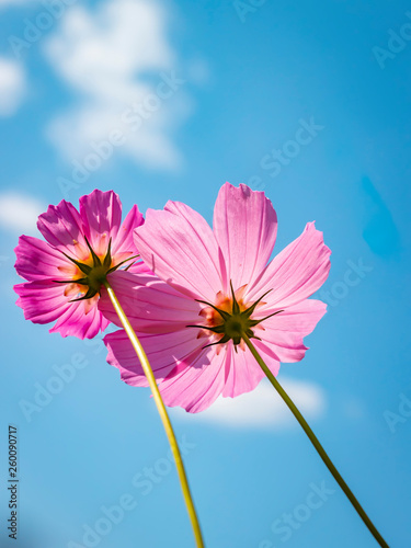 Cosme flower on blue sky background. Summer background. Vertical view.