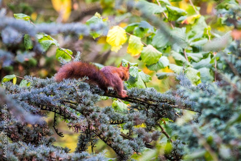 Eichhörnchen weggedreht auf Fichtenzweig Eichhörnchen weggedreht auf Fichtenzweig