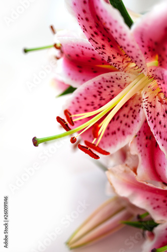Pink Lilies isolated on white - Image © Derya Cakirsoy