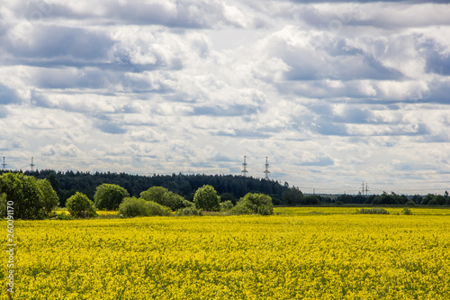 Summer landscape in the field. Field of yellow flowers and blue sky with clouds.