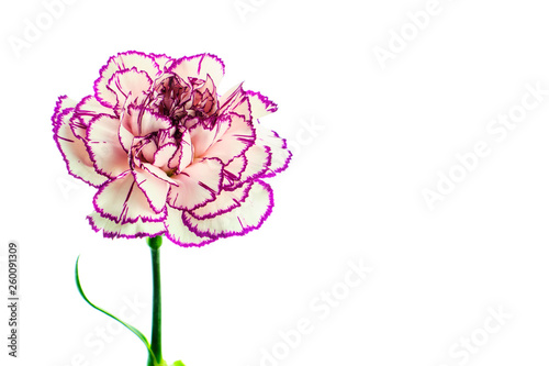 Brindle white and purple carnation on white background