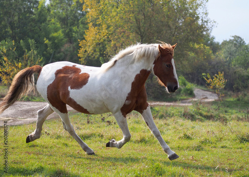 The beautiful skewbald horse trots on a meadow in sunny autumn day