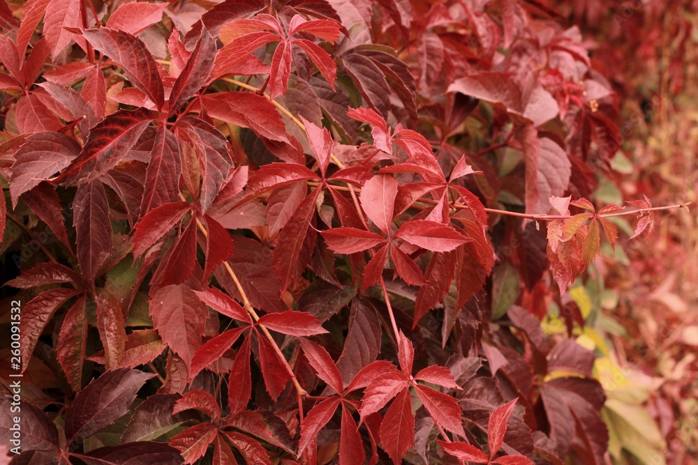 Bright red colors of autumn leaves. Parthenocissus Bright red colors of autumn leaves. Parthenocissus