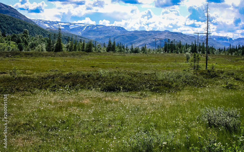 Forest in the mountains of Norway
