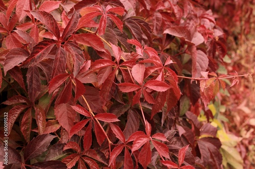 Bright red colors of autumn leaves. Parthenocissus