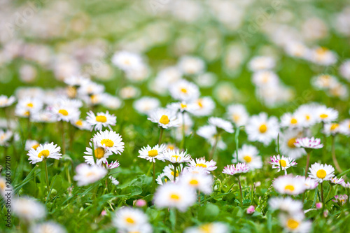 Chamomile flowers spring field.