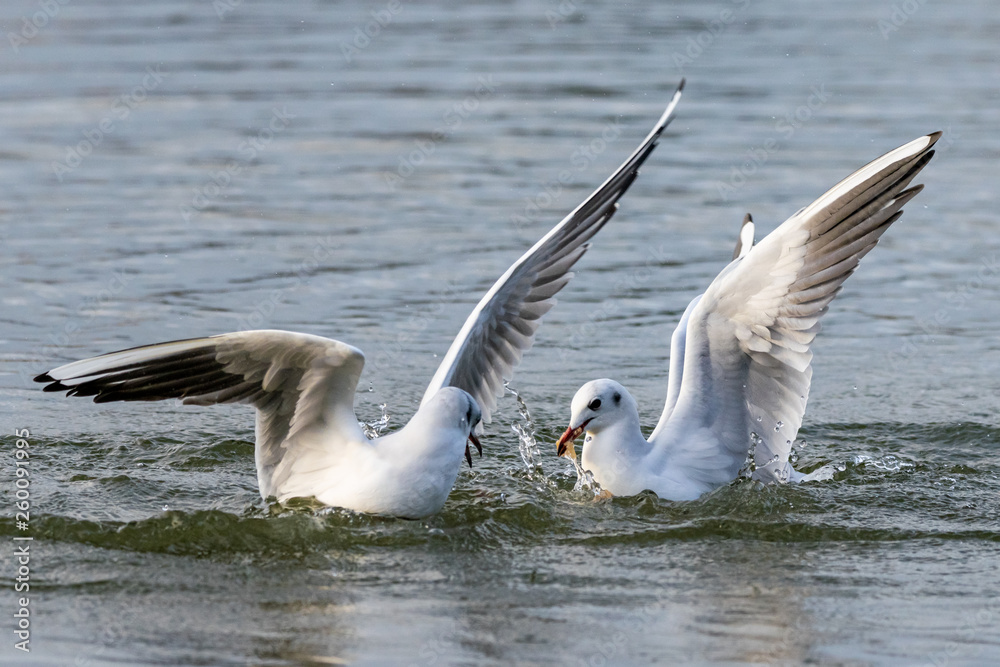 Obraz premium Black headed seagulls diving into lake water for bread