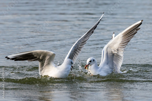 Black headed seagulls diving into lake water for bread