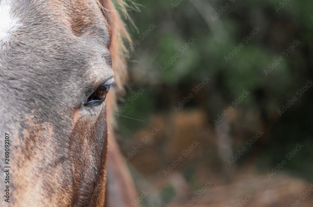 portrait of a horse