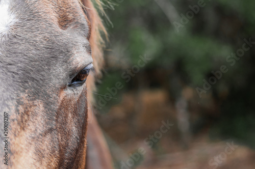 portrait of a horse