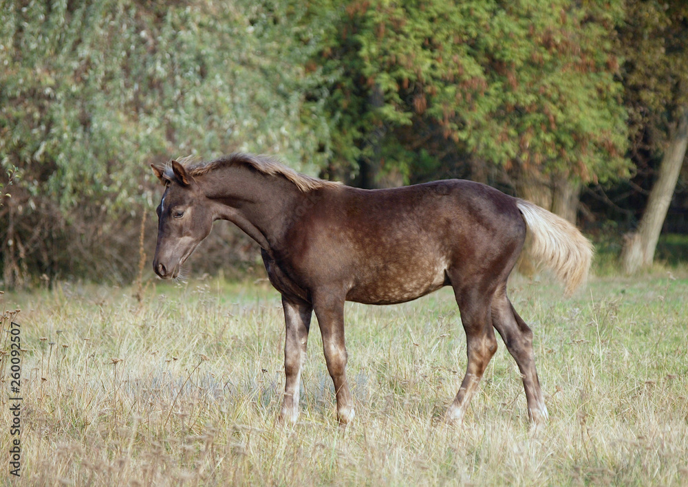 Fototapeta premium Exterior of the silvery-black foal standing on a glade