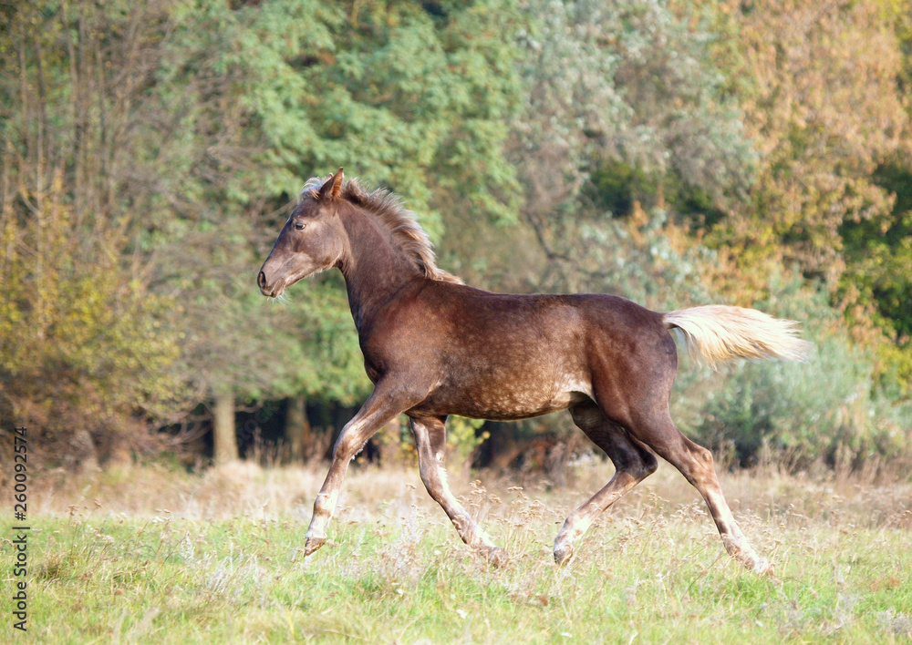 The warmblood foal of silvery-black color runs on a meadow The warmblood foal of silvery-black color runs on a meadow