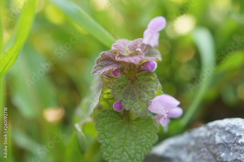 flower, nature, pink, plant, garden, green, flowers, spring, summer, purple, blossom, bloom, beauty, blooming, flora, beautiful, leaves, leaf, floral, red, petal, macro, season, color, violet photo