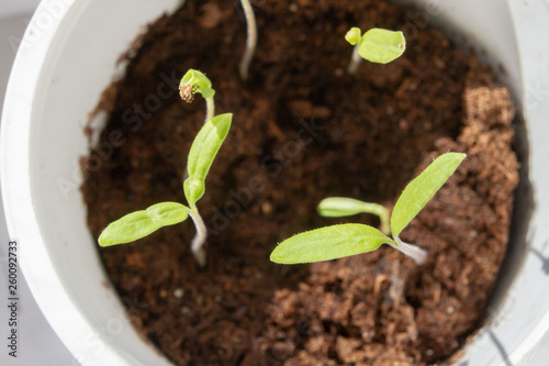 Young seedlings sprouted in a glass in early spring