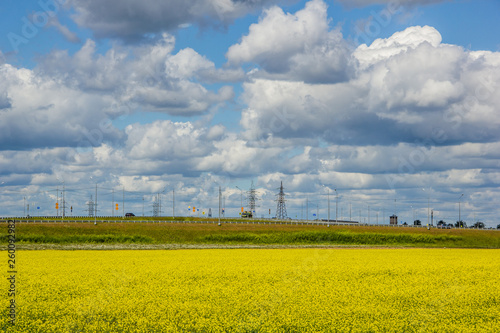 Summer landscape in the field. Field of yellow flowers and blue sky with clouds.