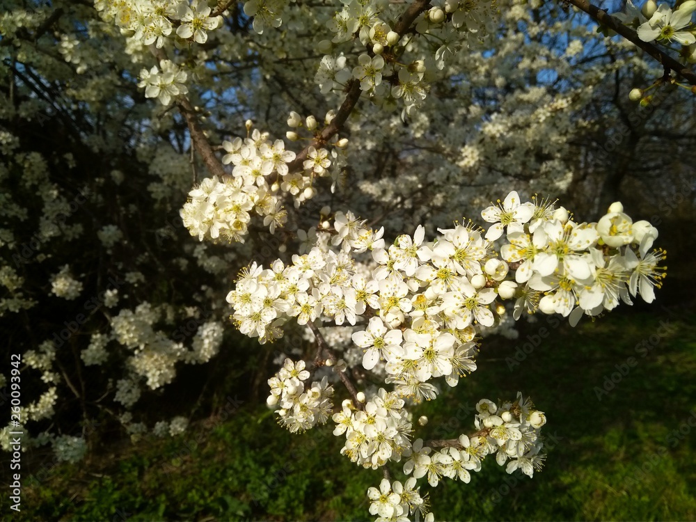 Spring blooming white flowers on the branch, close up Spring blooming white flowers on the branch, close up