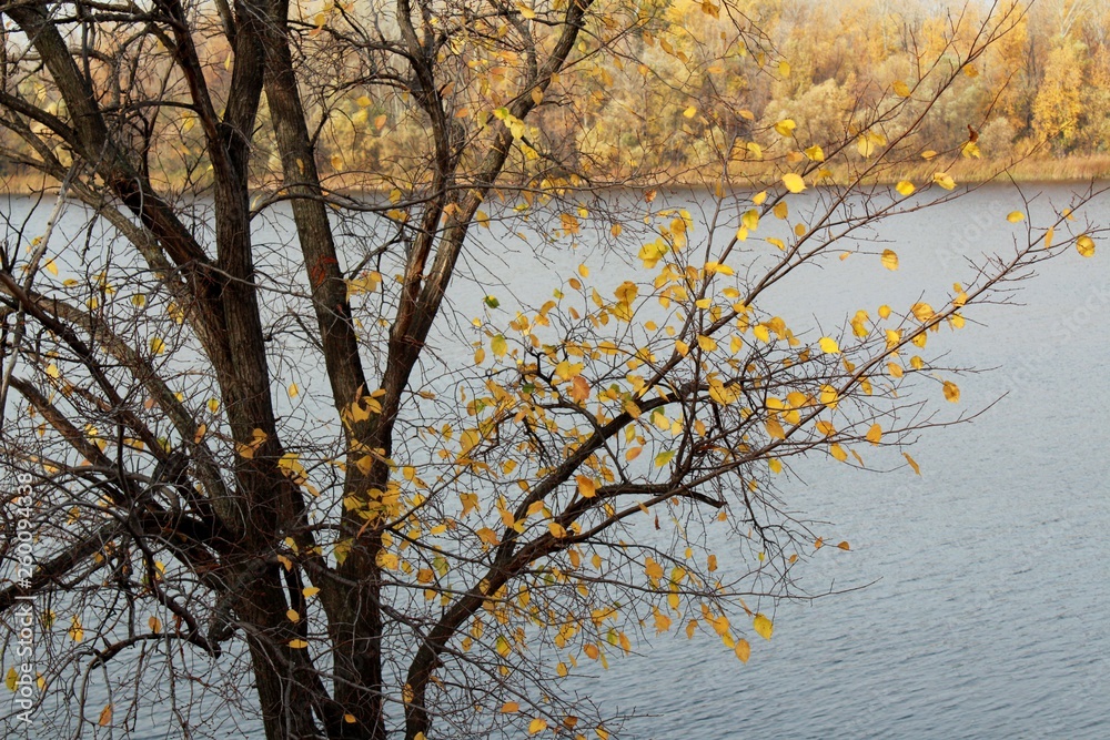 Fototapeta premium Bright yellow colors of autumn leaves in nature against the gray sky on a cloudy day