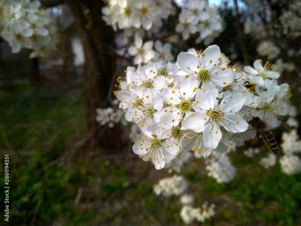 Fototapeta premium Spring blooming white flowers on the branch, close up