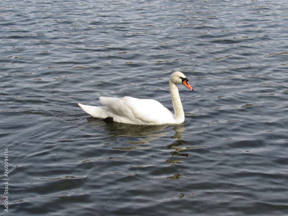 swan on lake