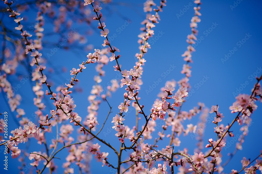 Sakura pink flowers background . cherry blossom.Spring time Sakura pink flowers background . cherry blossom.Spring time