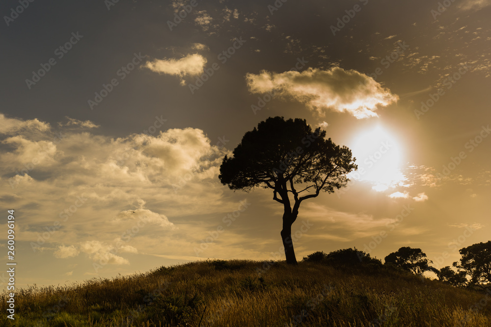 Fototapeta premium tree in the sunset