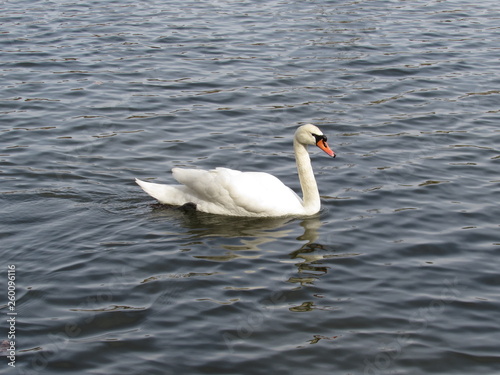 swan on lake