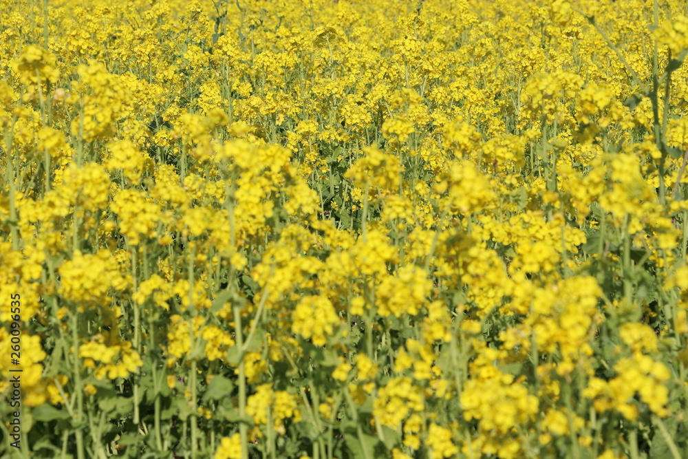 Obraz premium 菜の花