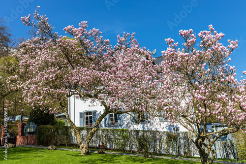 Blühender Magnolienbaum vor einem Haus in Wiesbaden © Dieter Meyer